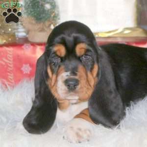 Dasher, Basset Hound Puppy