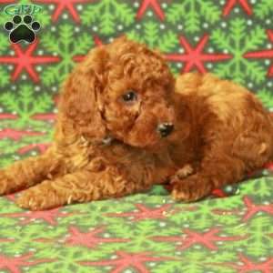 Dasher, Miniature Poodle Puppy