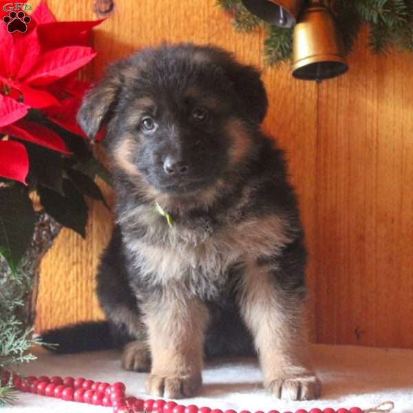 Dave, German Shepherd Puppy