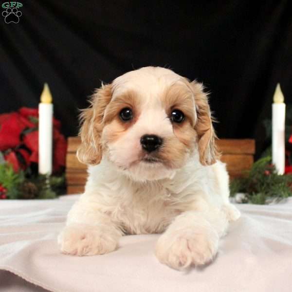 David, Cavachon Puppy