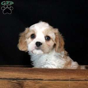 David, Cavachon Puppy