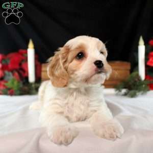 David, Cavachon Puppy