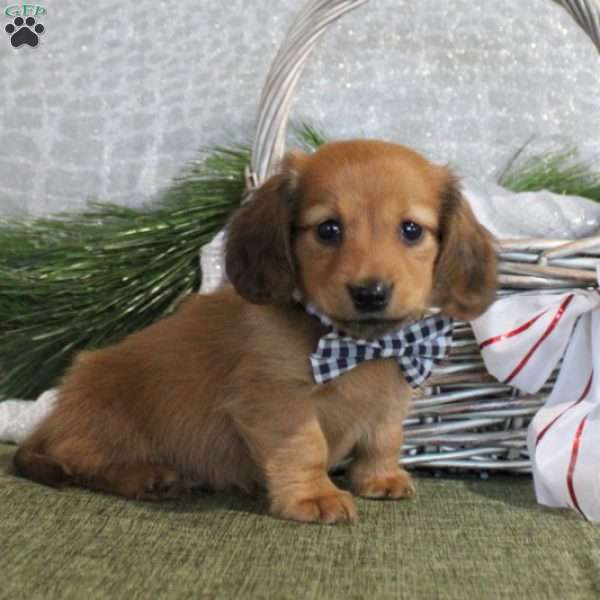 Davis, Dachshund Puppy