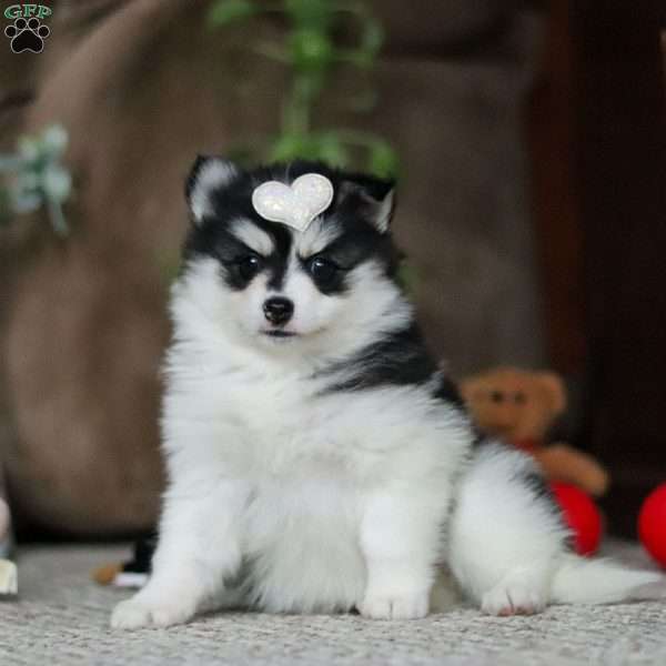 Dawn, Pomsky Puppy