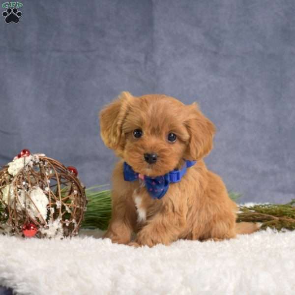 Dawson, Cavapoo Puppy