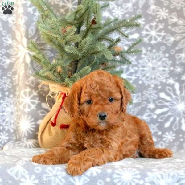 Dawson, Cavapoo Puppy