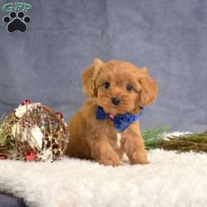 Dawson, Cavapoo Puppy