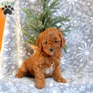 Dawson, Cavapoo Puppy