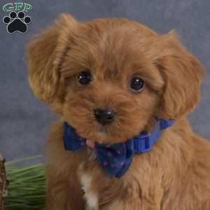 Dawson, Cavapoo Puppy