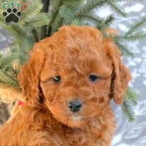 Dawson, Cavapoo Puppy