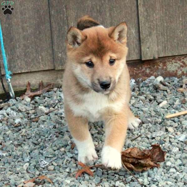 Dax, Shiba Inu Puppy