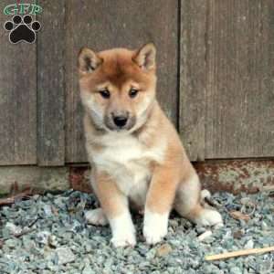 Dax, Shiba Inu Puppy