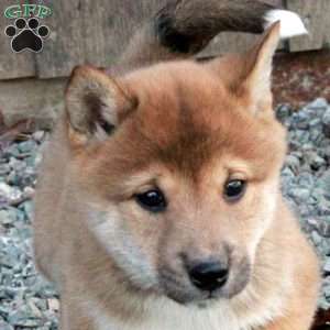 Dax, Shiba Inu Puppy