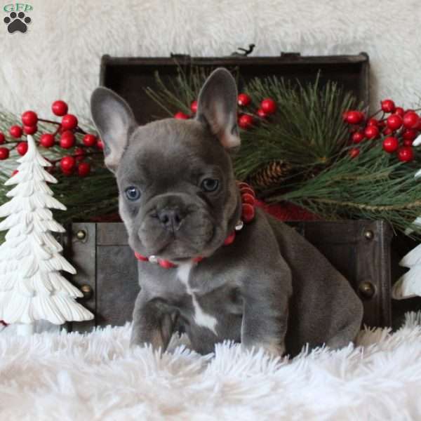 Dazzling Ivy, French Bulldog Puppy