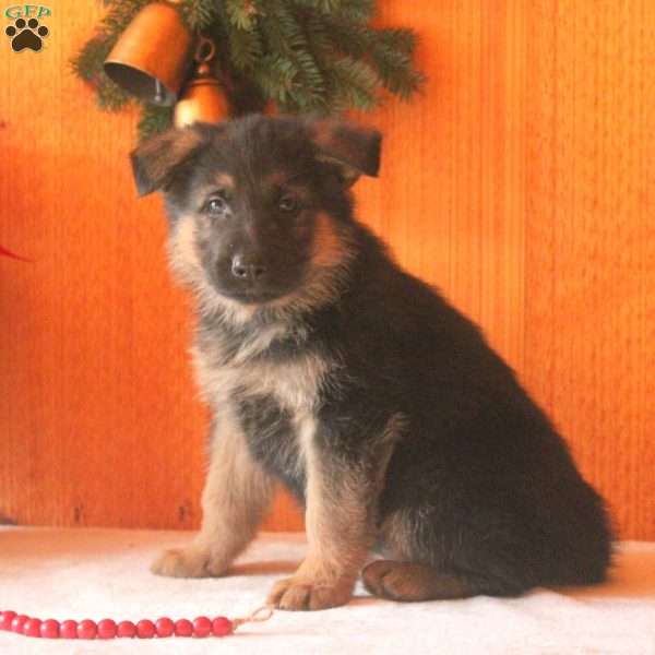 Dean, German Shepherd Puppy