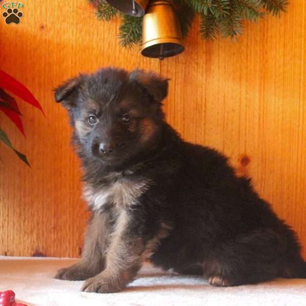 Deanna, German Shepherd Puppy