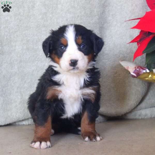 Deb, Bernese Mountain Dog Puppy