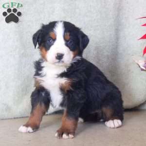 Deb, Bernese Mountain Dog Puppy