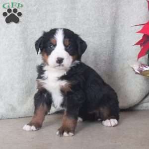 Deb, Bernese Mountain Dog Puppy