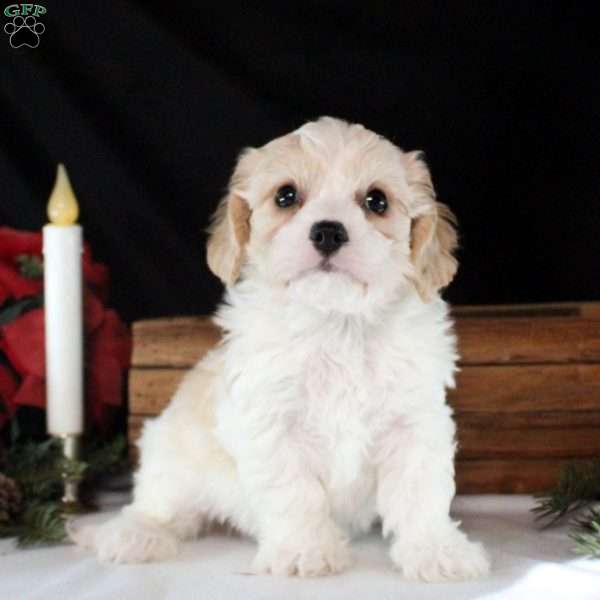 Declan, Cavachon Puppy