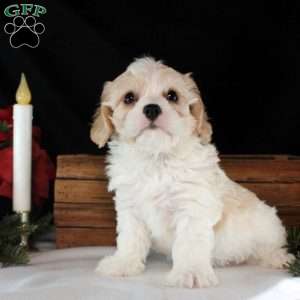 Declan, Cavachon Puppy