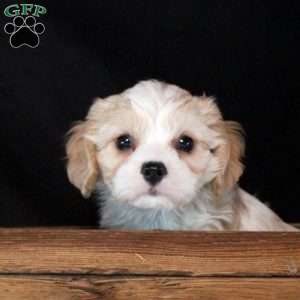 Declan, Cavachon Puppy