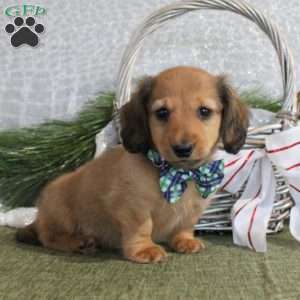 Deklan, Dachshund Puppy