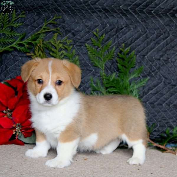 Delight, Pembroke Welsh Corgi Puppy