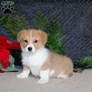 Delight, Pembroke Welsh Corgi Puppy