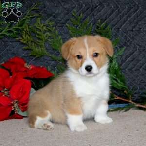 Delight, Pembroke Welsh Corgi Puppy