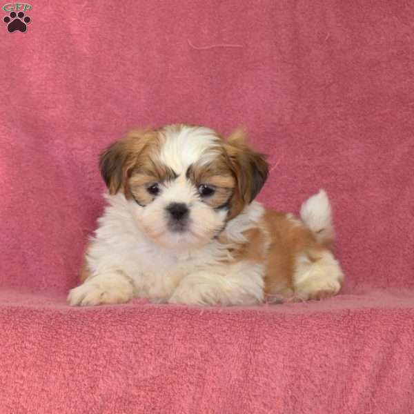 Delilah, Shih Tzu Puppy