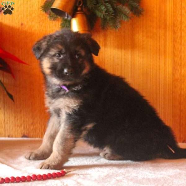 Demi, German Shepherd Puppy