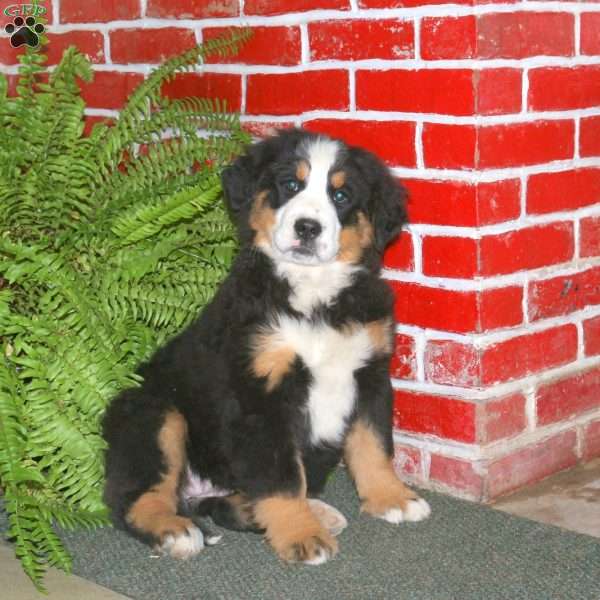 Demi, Bernese Mountain Dog Puppy