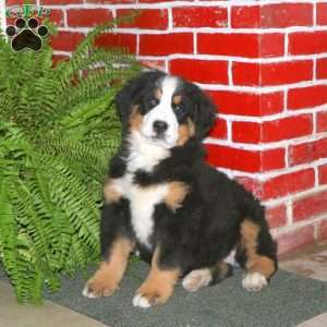 Demi, Bernese Mountain Dog Puppy