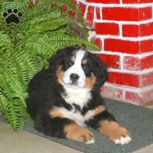 Demi, Bernese Mountain Dog Puppy