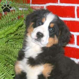 Demi, Bernese Mountain Dog Puppy