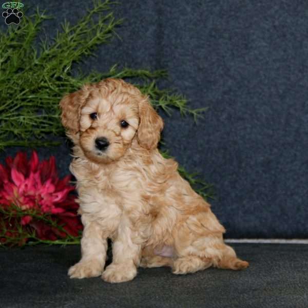 Demi, Mini Goldendoodle Puppy