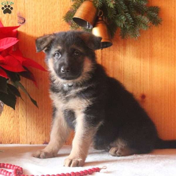 Derek, German Shepherd Puppy