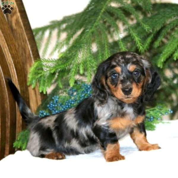 Derek, Dachshund Puppy