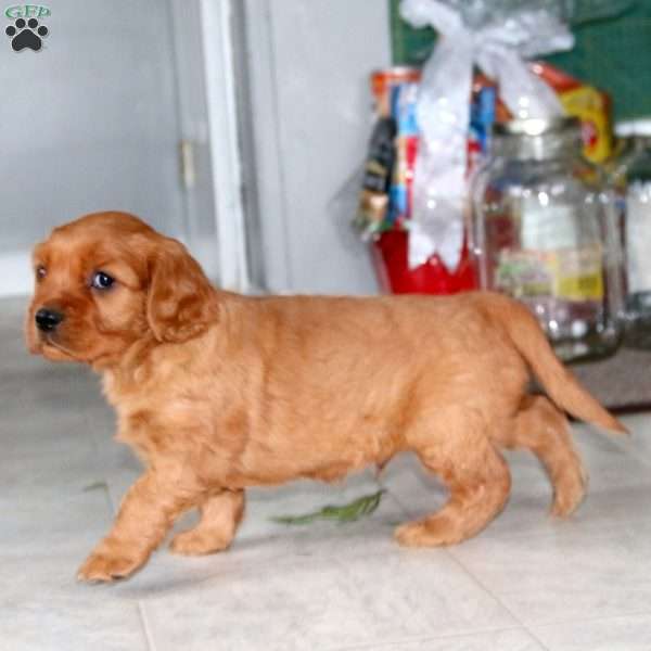 Derek, Miniature Golden Retriever Puppy