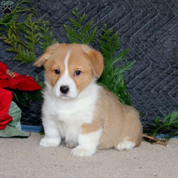 Derek, Pembroke Welsh Corgi Puppy