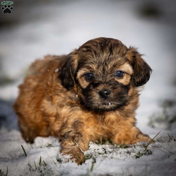 Destiny, Shih-Poo Puppy