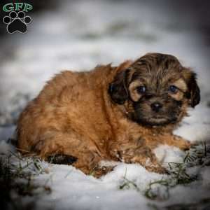 Destiny, Shih-Poo Puppy