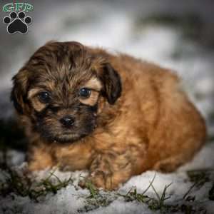 Destiny, Shih-Poo Puppy