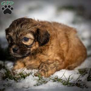 Destiny, Shih-Poo Puppy