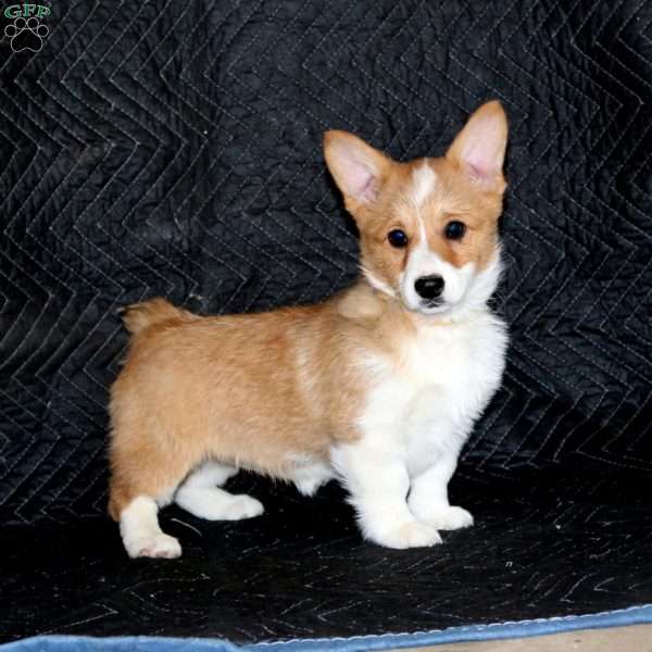 Destiny, Pembroke Welsh Corgi Puppy