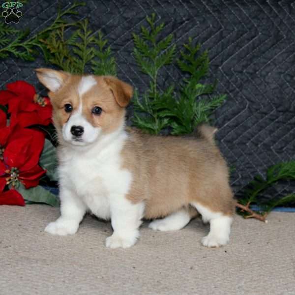 Destiny, Pembroke Welsh Corgi Puppy