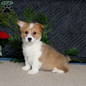 Destiny, Pembroke Welsh Corgi Puppy