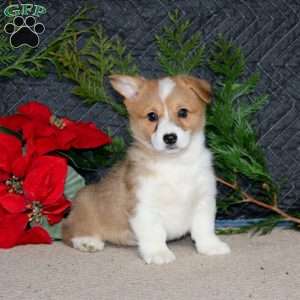 Destiny, Pembroke Welsh Corgi Puppy