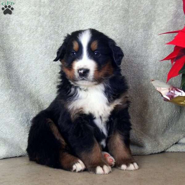 Devan, Bernese Mountain Dog Puppy